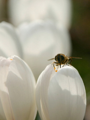 Crocus-Marz-4.jpg