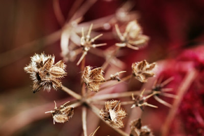 orlaya_im_herbst.jpg