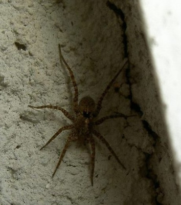 Spinne.JPG