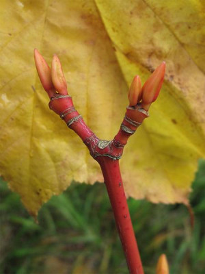 acer_phoenix_okt_09.jpg