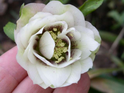 Helleborus_gef_kl.jpg