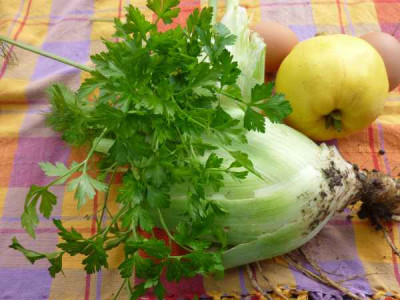 fenchel_1.jpg