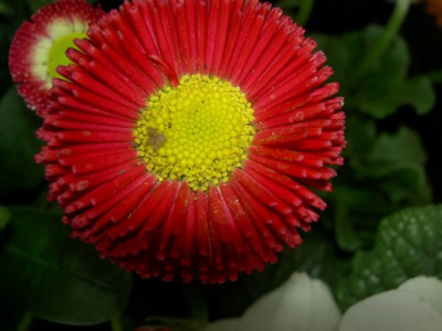 Bellis_2.JPG