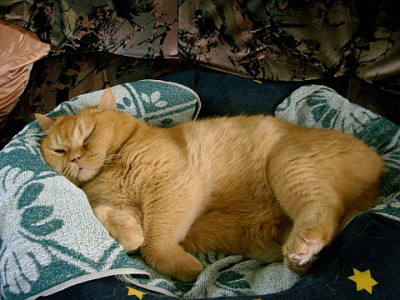 prinzessin_beim_schoenheitsschlaf_2009-10-23_169.jpg