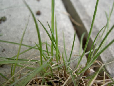 Gras.JPG