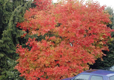 Viburnum_opulus_2009_10.jpg