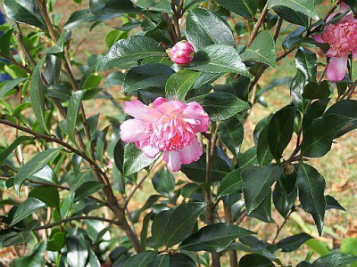 100_2424_CHOJIGURUMA____500.jpg