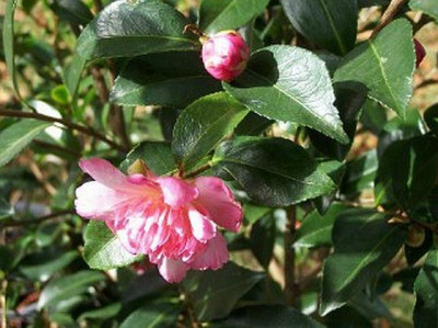 100_2426_Camellia_sas._Chojiguruma___640.jpg