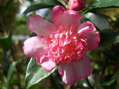 100_2427_Chojiguruma_Flower____800.jpg.jpg