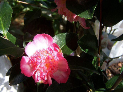100_2428_Cam._sas._Chojiguruma____640.jpg