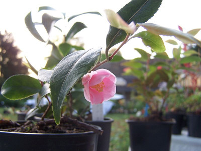 100_2418_Camellia_rosaeflora_perhaps___800.jpg