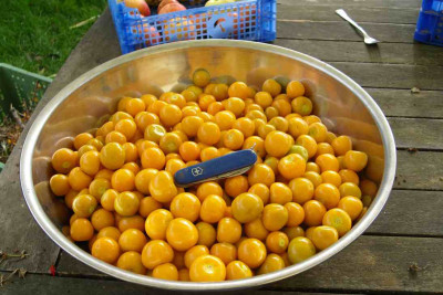 5kg_Physalis.jpg