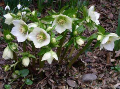 Helleborus_1_w.jpg