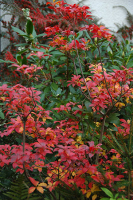 Enkianthus_.jpg