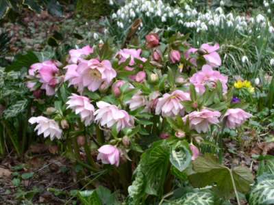 Helleborus_rosa_gefult.jpg
