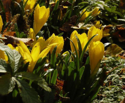 Sternbergia_lutea.jpg