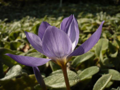 Crocus_speciosus.jpg