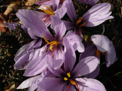 Crocus_sativus_.jpg