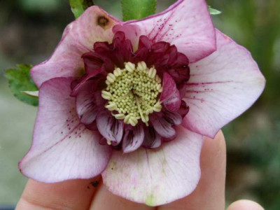 Helleborus_05_Picotee_Ru_Front.jpg