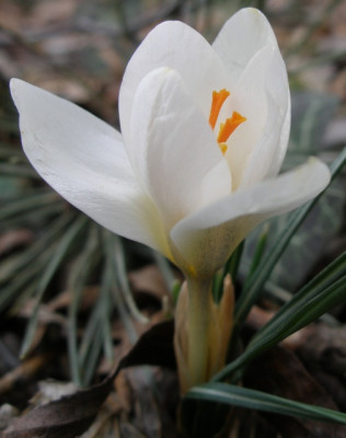 eventuell_crocus_snow_bunting.jpg