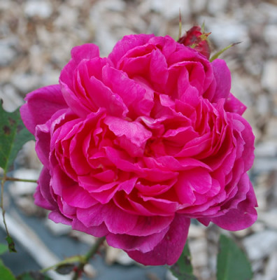 Paeonia_Lacharme_0010__59491.jpg