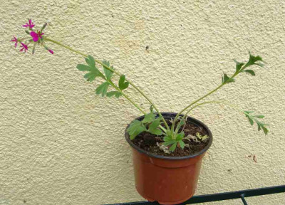 Pel.incrassatum2.jpg