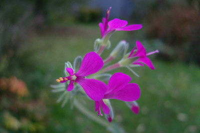 Pel.incrassatum1.jpg