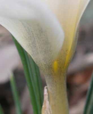 eventuell_crocus_snow_bunting_2.jpg