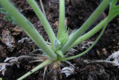 Pel.incrassatum3.jpg