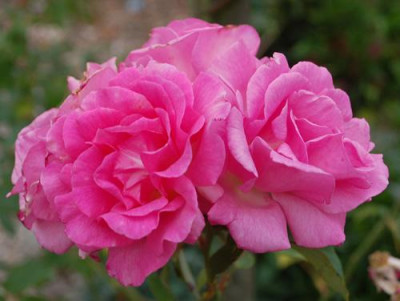Zephirine_Drouhin_0010__58988.jpg