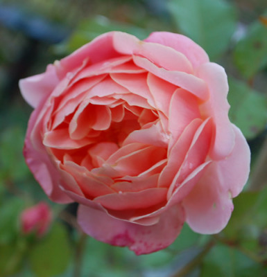 Francis_Blaise_0010__61134.jpg