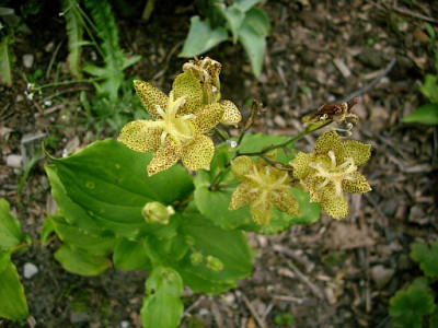 tricyrtis_2009-07-06_151.jpg
