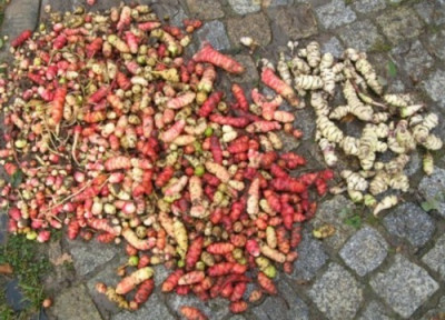 oca.jpg