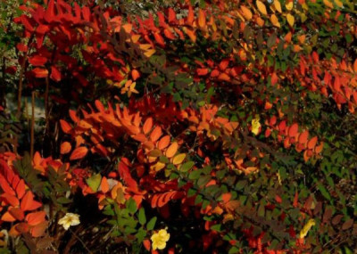 Hypericum_patulum.jpg