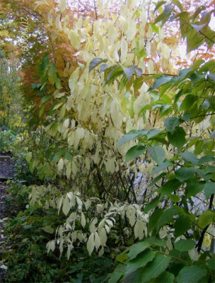 orixa-japonica-271009.jpg