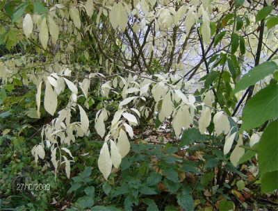 orixa-japonica2-271009.jpg