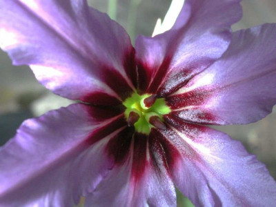 Leucocoryne_purpurea.jpg