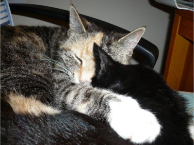katze_u._kater.JPG