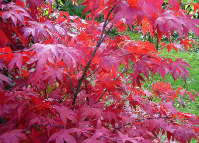 78-Acer-palmat-Shin-Deshojo-091026-Det.jpg