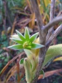 Anigozanthos_243.jpg
