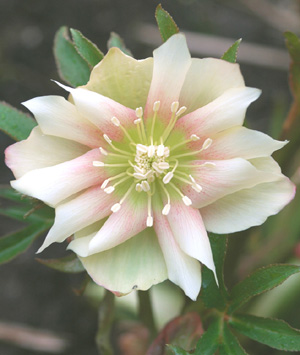 1.gefuelltweissrose.jpg