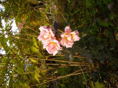 K640_P1350841.JPG