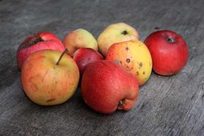 Apfel-rot.jpg