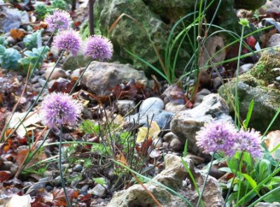 AlliumThunbergii2.jpg