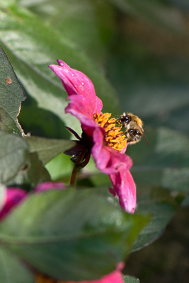 Hummel-Okt3009.jpg