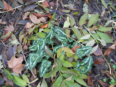 cyclamen-hans-bl.jpg