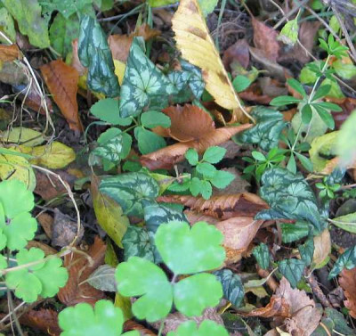 cyclamen-krank-a.jpg