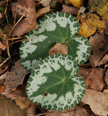 cyclamen_purpurascens_09.jpg