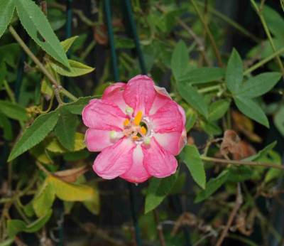 B0443.aJPG.jpg