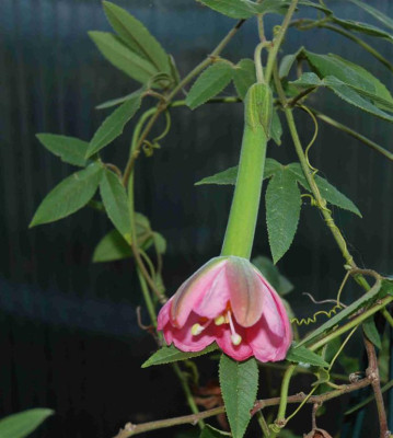 B0442.aJPG_Large.jpg